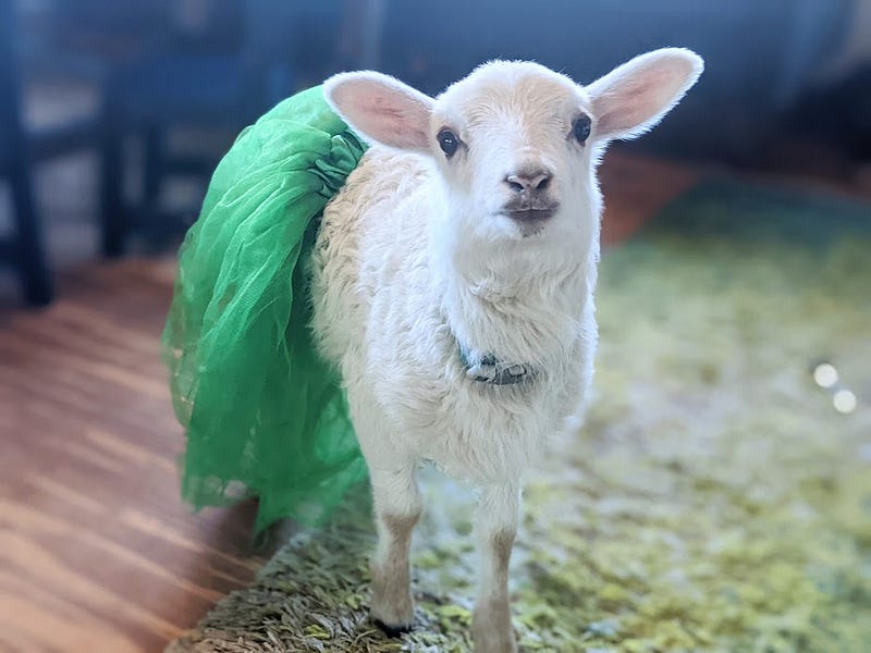 lamb in a tutu