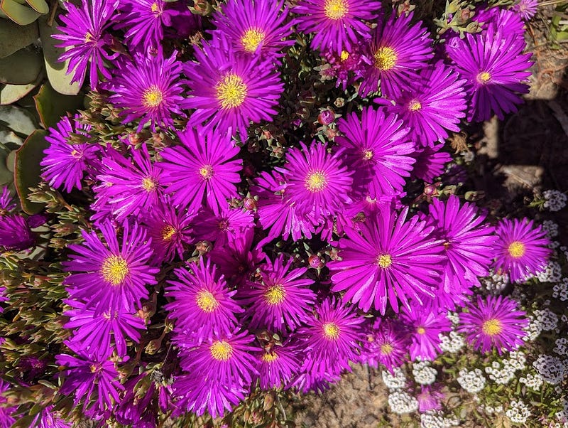 Behold, a delightful collection of succulents in a range of hues, from deep purples to delicate lavenders. These hardy plants are like a burst of color in a desert landscape, offering a splash of beauty and joy to all who behold them